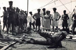 Fo'c's'le with shark caught in the Bay of Bengal. The ships gyro had gone out of sync as the watchkeeper had fallen asleep. In th left foreground is Alastair Hughes. Image from Keith Butler