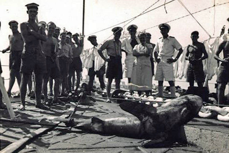 Shark caught in the Bay of Bengal