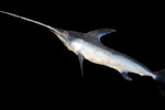 A swordfish. Photo: Citron. CC-BY-SA-3.0 Wikimedia Commons