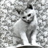 This cat doesn't look too happy either. Photo from my dad's albums.